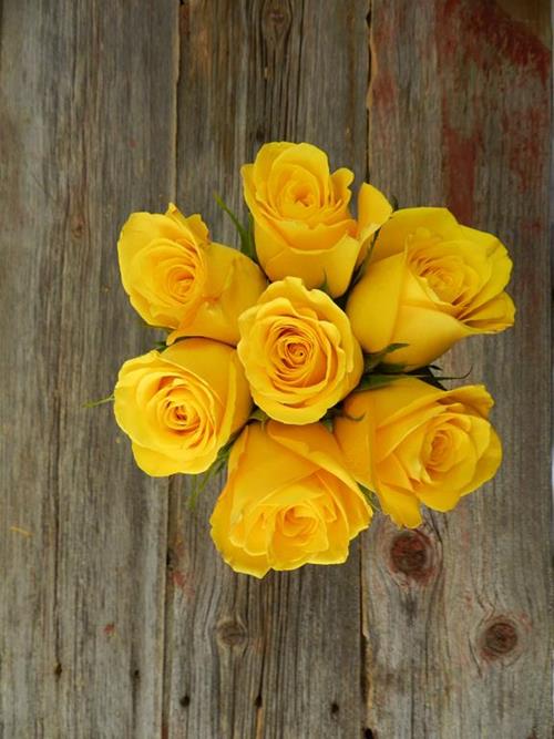 OPTION 3: YELLOW ROSES (Sessions by MasterClass)